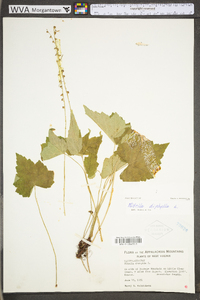 Mitella diphylla image