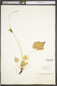 Mitella diphylla image