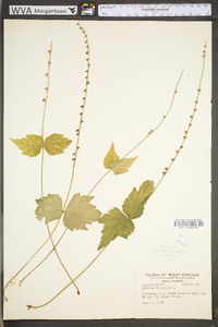 Mitella diphylla image