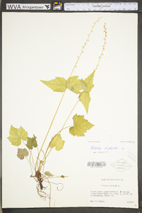 Mitella diphylla image