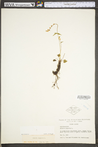 Mitella diphylla image