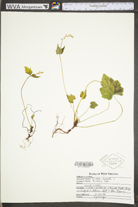 Mitella diphylla image