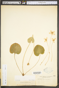 Parnassia asarifolia image