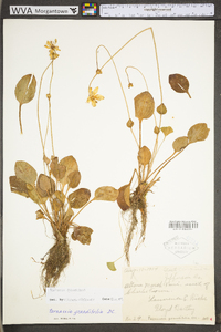 Parnassia grandifolia image