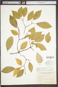 Philadelphus coronarius image