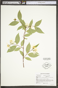 Philadelphus inodorus image