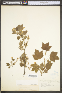 Ribes americanum image