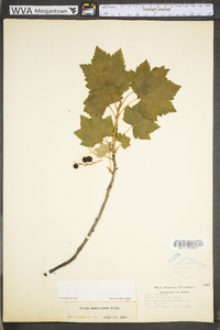 Ribes americanum image