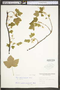 Ribes americanum image