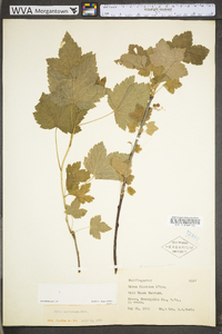 Ribes americanum image