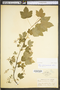 Ribes americanum image