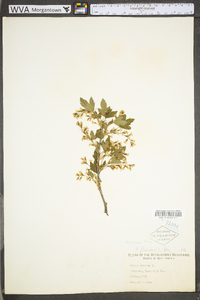 Ribes americanum image