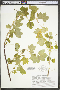 Ribes americanum image