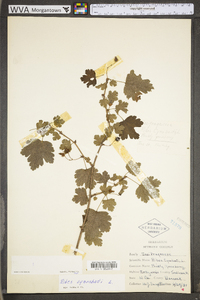 Ribes cynosbati image