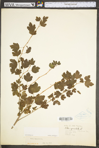 Ribes cynosbati image