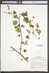 Ribes cynosbati image