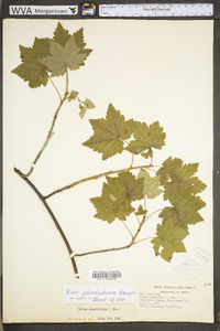 Ribes glandulosum image