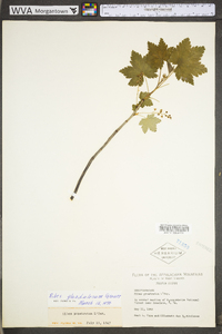 Ribes glandulosum image