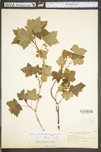 Ribes glandulosum image