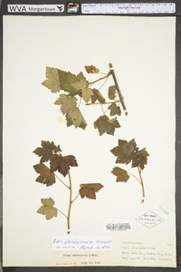 Ribes glandulosum image