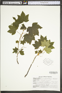 Ribes glandulosum image