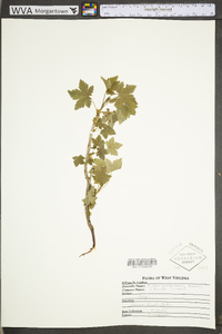 Ribes glandulosum image