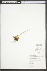 Micranthes virginiensis image