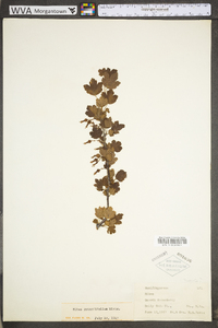 Ribes rotundifolium image