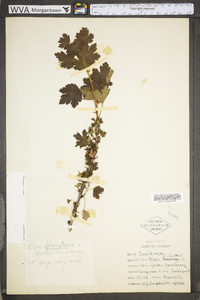 Ribes uva-crispa var. sativum image