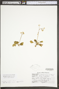 Saxifraga careyana image