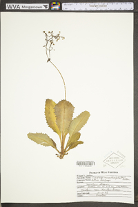 Saxifraga micranthidifolia image