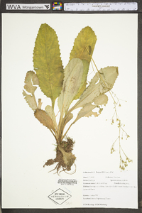 Saxifraga micranthidifolia image