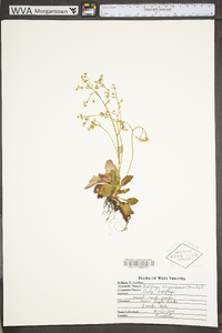 Micranthes virginiensis image