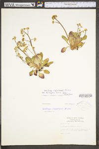 Micranthes virginiensis image