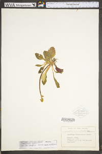 Micranthes virginiensis image