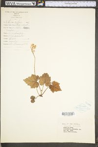 Tiarella cordifolia image