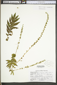 Agrimonia parviflora image