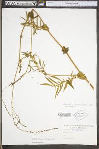 Agrimonia parviflora image