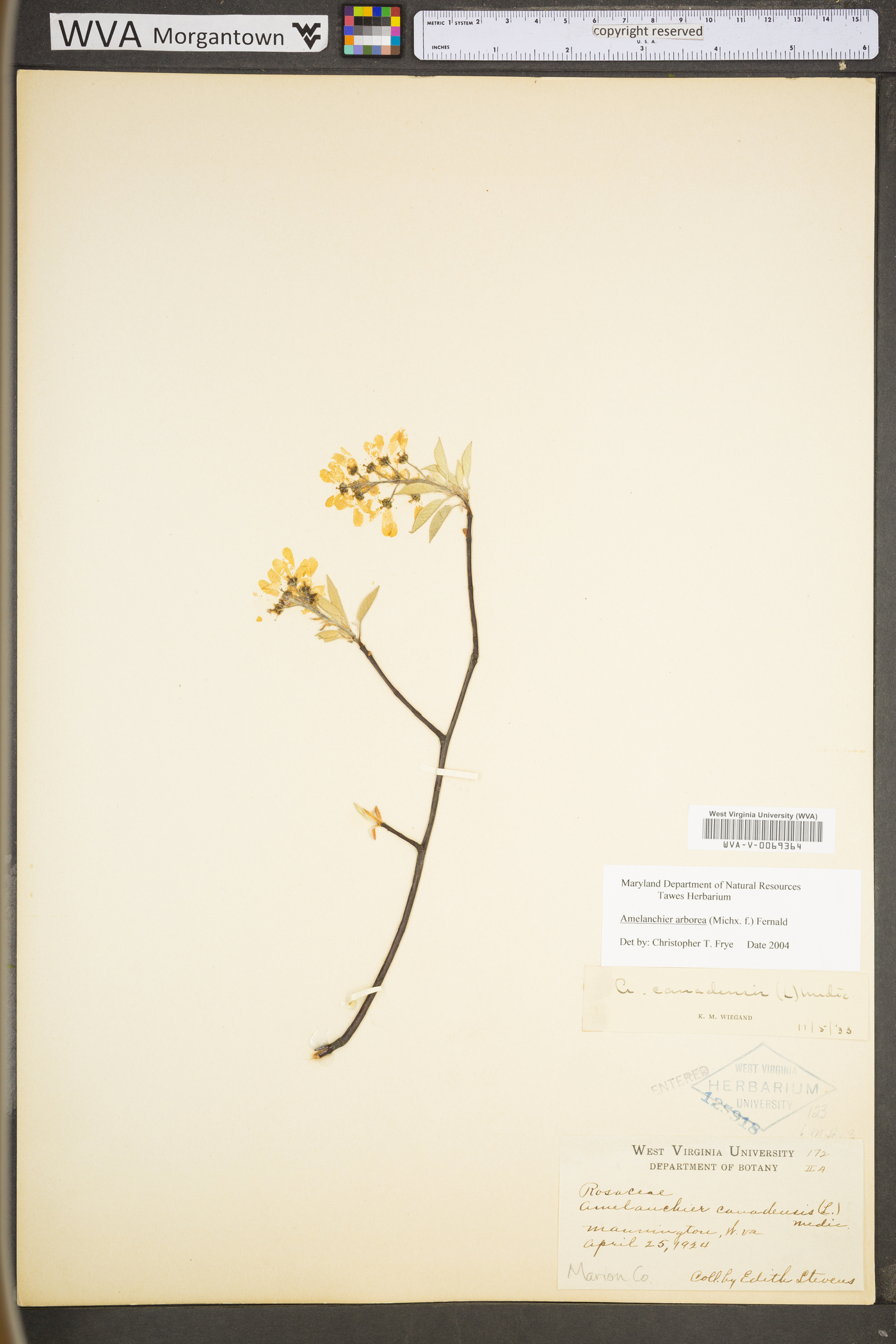 Amelanchier arborea var. arborea image