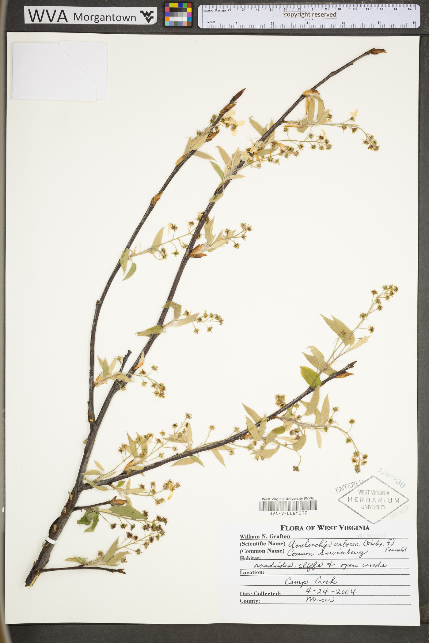 Amelanchier arborea var. arborea image