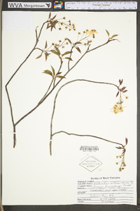Amelanchier arborea var. arborea image