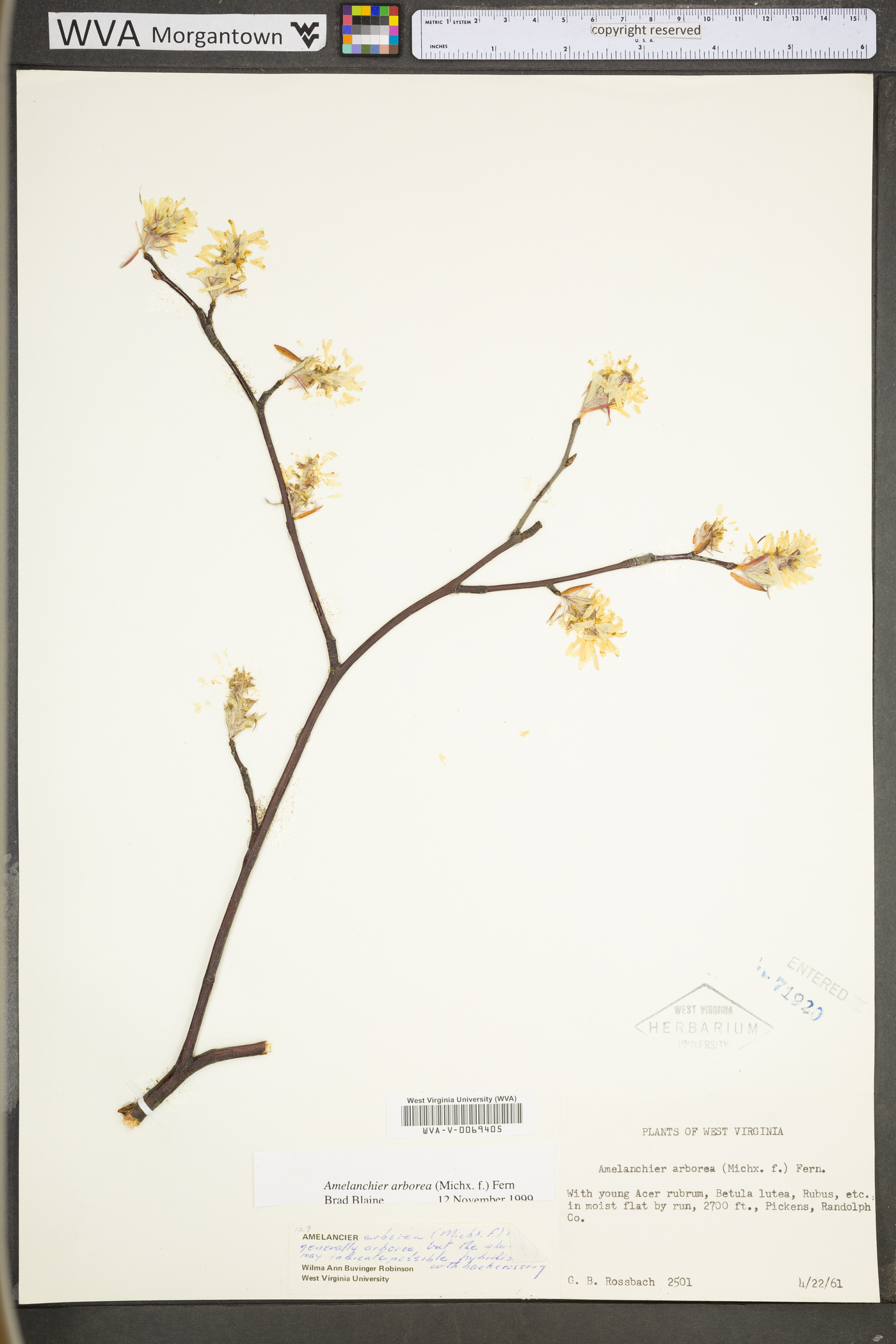 Amelanchier arborea var. arborea image