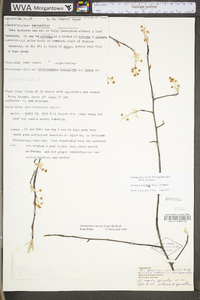 Amelanchier stolonifera image