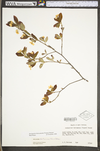 Amelanchier bartramiana image