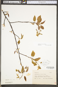 Amelanchier laevis image