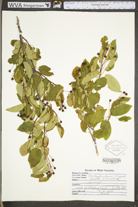 Amelanchier laevis image