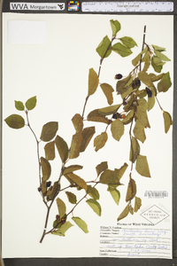 Amelanchier laevis image