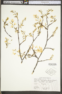 Amelanchier laevis image