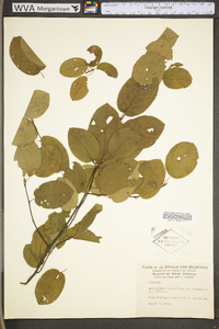 Amelanchier laevis image