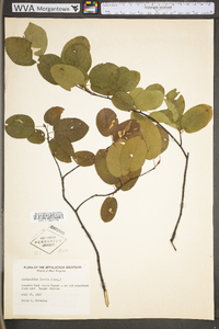 Amelanchier laevis image